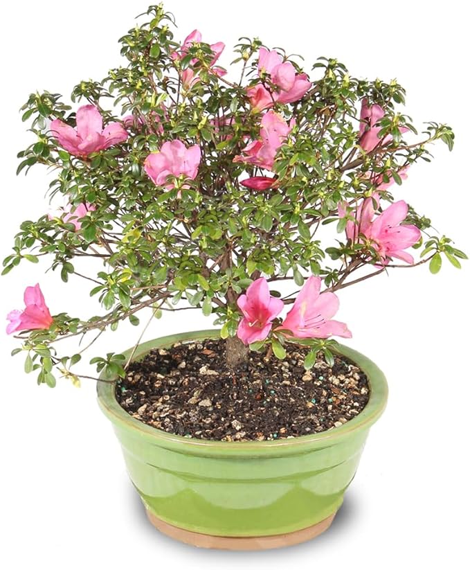 Brussel's Bonsai - Live Satsuki Azalea Flowering Bonsai Tree in Ceramic Bonsai Pot, Outdoor Bonsai Tree Live Plant, 8 Years Old, 10-14 Inches Tall, Easy Care Plant for Patio Garden (Large)