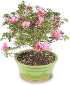 Brussel's Bonsai - Live Satsuki Azalea Flowering Bonsai Tree in Ceramic Bonsai Pot, Outdoor Bonsai Tree Live Plant, 8 Years Old, 10-14 Inches Tall, Easy Care Plant for Patio Garden (Large)