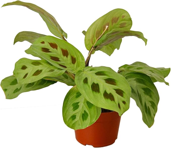 Maranta Leuconeura Live Plant for Indoor | Different Houseplants in 3'' Pot | Real House Plant for Living Room, Office, Desk & Bathroom | Prayer Plant