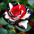 265+ Rose Seeds for Planting Outdoor-Rare Rose Flower Seeds to Plant Garden Decor Open-Pollinated Non-GMO Heirloom