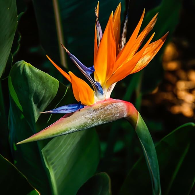 Bird of Paradise Plants - Live Tropical Ornamental Houseplant, 6-8" Indoor and Outdoor Planting, Zones 9-11 (Orange)