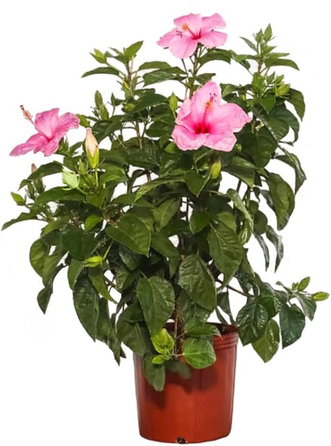 American Plant Exchange Hibiscus Plant ‘Pink’ – 10-Inch Pot – Live Tropical Flowering Shrub, Easy Care Outdoor or Indoor Plant for Patios, Gardens, Balconies & Home Landscape Décor