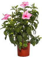 American Plant Exchange Hibiscus Plant ‘Pink’ – 10-Inch Pot – Live Tropical Flowering Shrub, Easy Care Outdoor or Indoor Plant for Patios, Gardens, Balconies & Home Landscape Décor