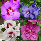 5 Rose of Sharon Tree Plant | Cold Hardy 6–12 Inch Mixed Color: Red, Blue, Pink, Purple, White | Hardy Flowering Shrubs for Borders, Hedges & Summer Gardens