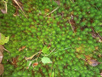 Live Terrarium Moss Assortment