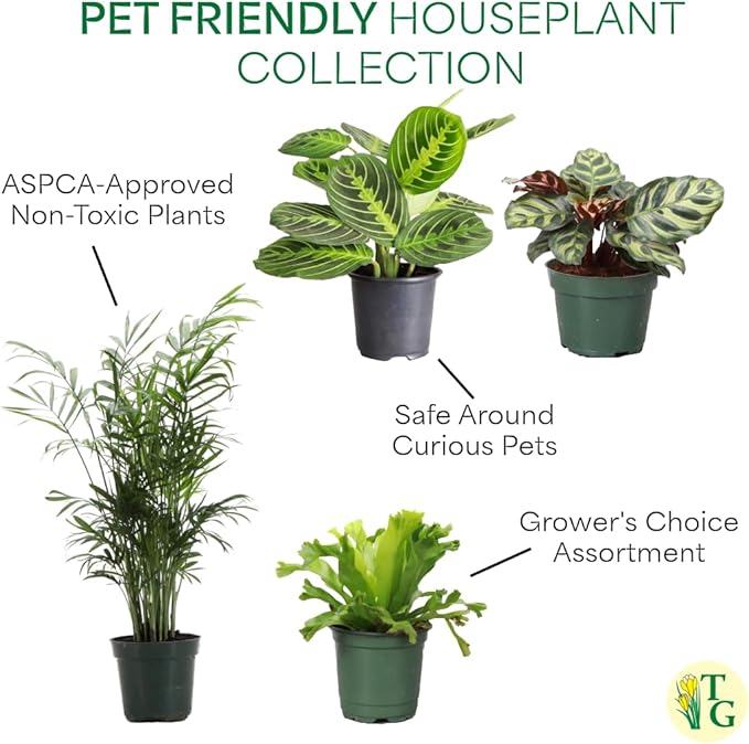Thorsen's Greenhouse Live Pet Safe Houseplants (4 Pack), Easy to Grow, Pet Friendly & Non-Toxic, Grower's Choice Bundle, 4-inch Diameter Established Plants, Nursery Pot (4-Pack)