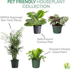 Thorsen's Greenhouse Live Pet Safe Houseplants (4 Pack), Easy to Grow, Pet Friendly & Non-Toxic, Grower's Choice Bundle, 4-inch Diameter Established Plants, Nursery Pot (4-Pack)