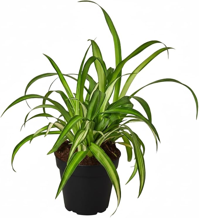 Spider Plant Hawaiian (4 inch) - Air-Purifying Houseplants - 4/6 inch Unique Live Decorative Houseplants - Low-Maintenance Indoor Plants, House Warming Gift, Natural Air Purifier