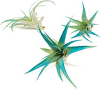 Teal Blue Colorful Tillandsia Air Plants - Long Lasting Color Enhanced Live Tillandsia Succulent House Plants - Home and Garden Decor - Easy Care Indoor and Outdoor (Brachycaulos Abdita, Pack of 3)