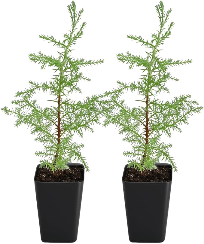 My Shelfie – Arizona Cypress Bonsai Starter Tree (Cupressus arizonica), 2-Inch Live Evergreen Plant for Indoor or Outdoor Bonsai Garden, Home & Living Room Décor (2)