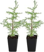 My Shelfie – Arizona Cypress Bonsai Starter Tree (Cupressus arizonica), 2-Inch Live Evergreen Plant for Indoor or Outdoor Bonsai Garden, Home & Living Room Décor (2)