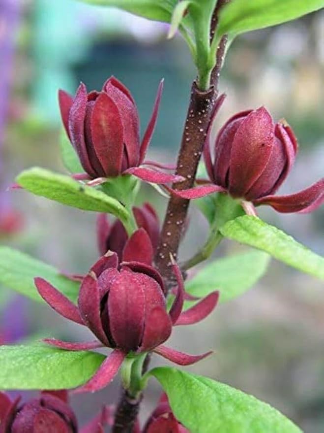 5 Carolina Allspice Bushes (Sweet Shrubs) - 12-18" Tall Live Plants - Fragrant Flowers - Hedge Seedlings - Calycanthus floridus