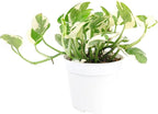 Pothos N'Joy (4" Grower Pot) - Low Light and Healthy Houseplant - Easy to Care Indoor Houseplant
