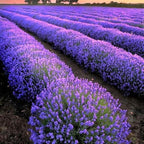4 Lavender Plants Live Starter Plants 4-6" in Tall, Hardy Perennial Lavender for Garden and Landscape with Fragrant Purple Blooms, No Pot (Random)