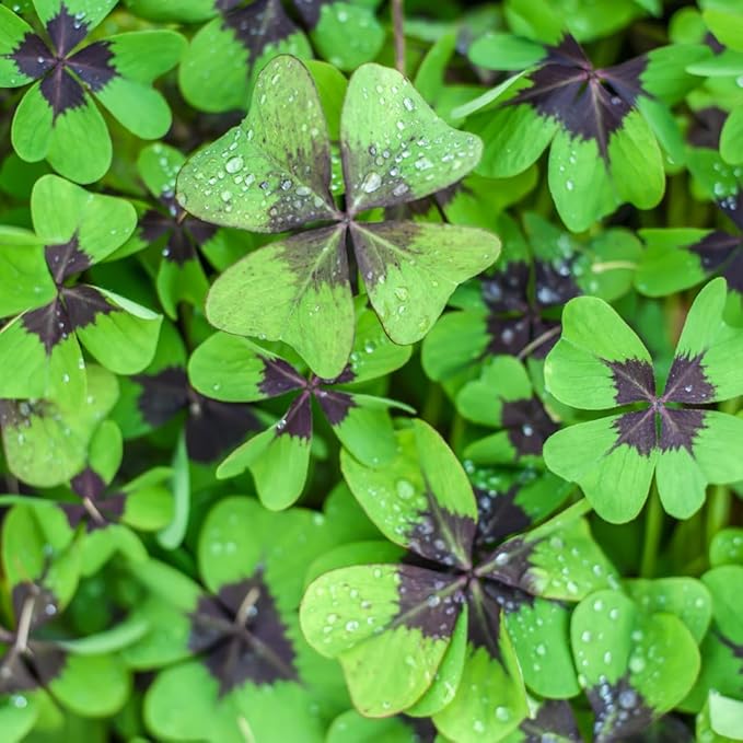 Iron Cross Shamrock Bulbs for Planting - Fast Growing Year Round Color Indoors or Outdoors - Oxalis Shamrock Bulbs for Good Luck (5 Bulbs)