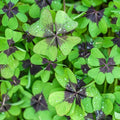 Iron Cross Shamrock Bulbs for Planting - Fast Growing Year Round Color Indoors or Outdoors - Oxalis Shamrock Bulbs for Good Luck (5 Bulbs)