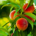 Brighter Blooms - Elberta Peach Tree, 5-6 ft. - No Shipping to AK, AL, AR, AZ, CA, CO, HI, ID, LA, MS, OR, WA