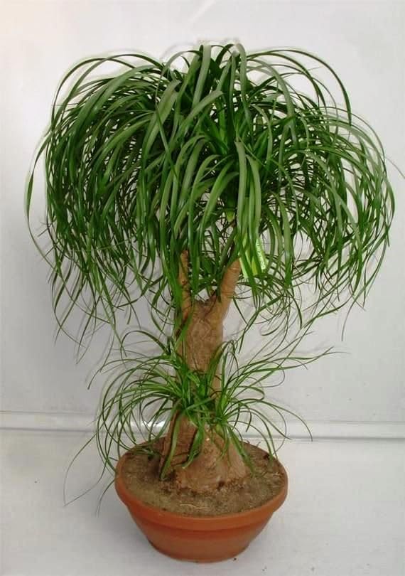 Seeds Nolina Ponytail Palm/Elephant Foot Tree/Indoor/Perennial Tree