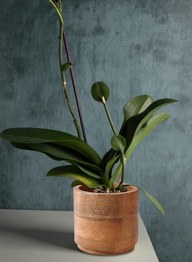 Serene Spaces Living Small Mango Wood Cachepot, Natural Wooden Pot for Faux Flowers & Plants, Potted Indoor Plants, Home, Office, Restaurant Decor, Measures 4.75" Diameter & 4.5" Tall