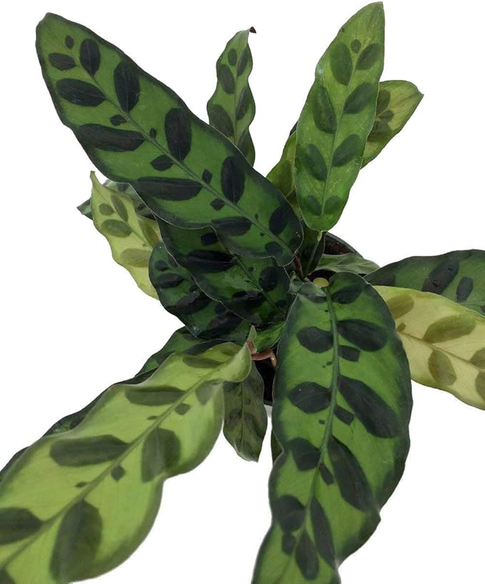 Rattlesnake Live Plant Calathea lancifolia Easy House Plant 4" Pot Indoor - USA_Mall