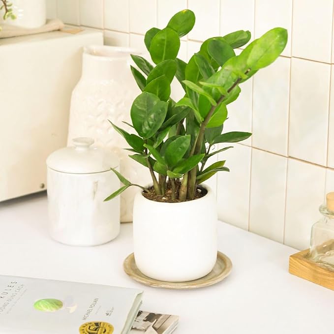 ZZ Plant (6 inch) - Lucky Houseplants - 4/6 inch Unique Live Decorative Houseplants - Easy to Care Indoor Plants, Perfect for Office, Home & Feng Shui Decor