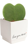 Costa Farms Hoya Heart Live Plant in Decorative Pot, Easy to Maintain Succulent Indoor Houseplant, Perfect for Home, Room, or Office Decor, Great House Warming or Birthday Gift, 5 Inches Tall