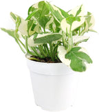 Pothos N'Joy (4" Grower Pot) - Low Light and Healthy Houseplant - Easy to Care Indoor Houseplant