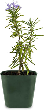 My Shelfie - Rosemary Plant Starter, Aromatic Rosemary Plants Live in 2-Inch Pot, Live Plants 2-3 Inch Tall, Blue-Purple Rosemary Herb Plants, Bee-Friendly, 1 Piece, Green