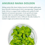 SubstrateSource Live Plant - Anubias Nana Golden - Foreground to Midground Rhizome with Light Green Leaves, Snail-Free in Vitro Aquarium Plant - Tissue Culture