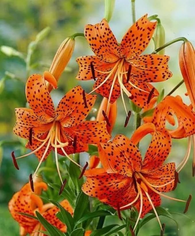 50PCS Orange Tiger Lily Seeds Rare Bloom Flower Seeds Heirloom