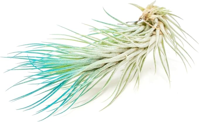 Teal Blue Colorful Tillandsia Air Plants - Long Lasting Color Enhanced Live Tillandsia Succulent House Plants - Home and Garden Decor - Easy Care Indoor and Outdoor (Funckiana, Pack of 3)