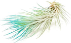 Teal Blue Colorful Tillandsia Air Plants - Long Lasting Color Enhanced Live Tillandsia Succulent House Plants - Home and Garden Decor - Easy Care Indoor and Outdoor (Funckiana, Pack of 3)