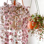 Ceropegia Woodii Variegated String of Hearts Plant Live, Rare Succulent Trailing Vine in Pot, Indoor Houseplant