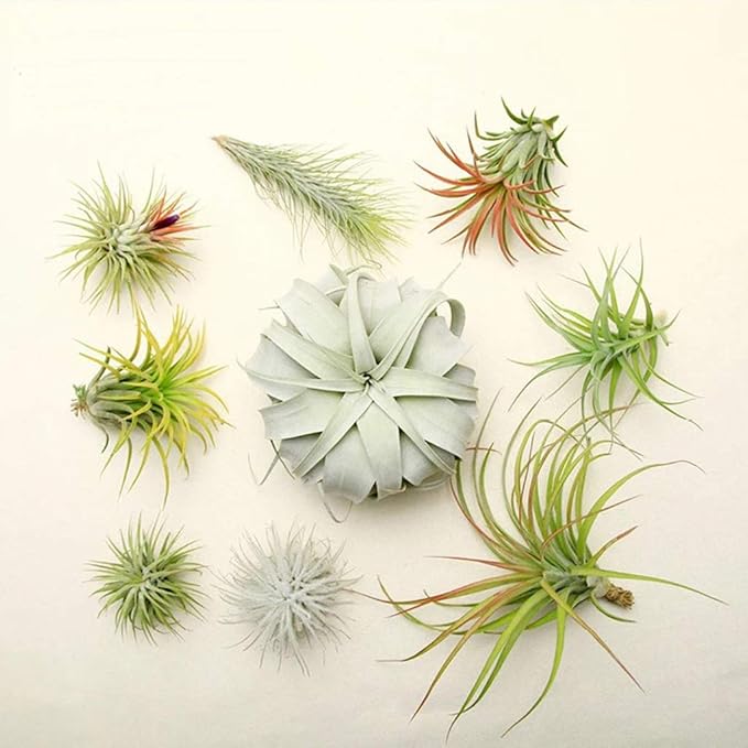 20 PCS Stainless Steel Plant Display Racks Air Plant Stand Airplant Container Make Home for and Fashionable Durabl Metal