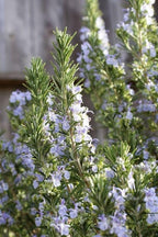 Set 2 Rosemary Plants Live, Ready to Grow Rosemary Plant 6 to 8 Inches, Hardy Fragrant Herb Plants for Outdoor Garden, 4'' Potted Plants