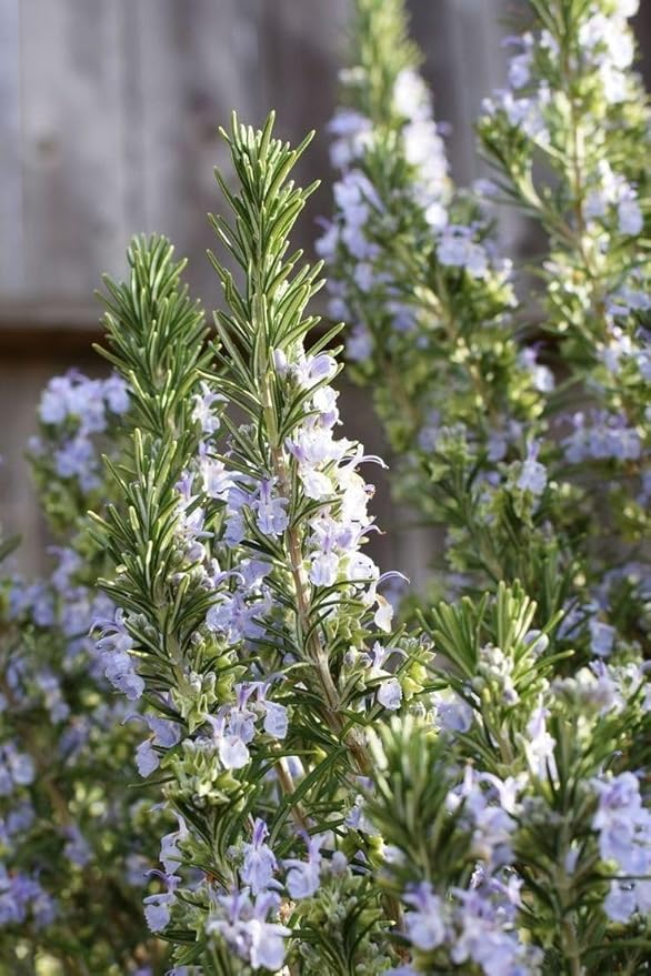 Set 2 Rosemary Plants Live, Ready to Grow Rosemary Plant 6 to 8 Inches, Hardy Fragrant Herb Plants for Outdoor Garden, 4'' Potted Plants