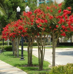 2 Red Crape Myrtle Trees - 12-18" Tall Live Plants - Flowering, Fast Growing, Ornamental Crepe Myrtle Bushes/Shrubs - Lagerstroemia Indica - (2 Pack)