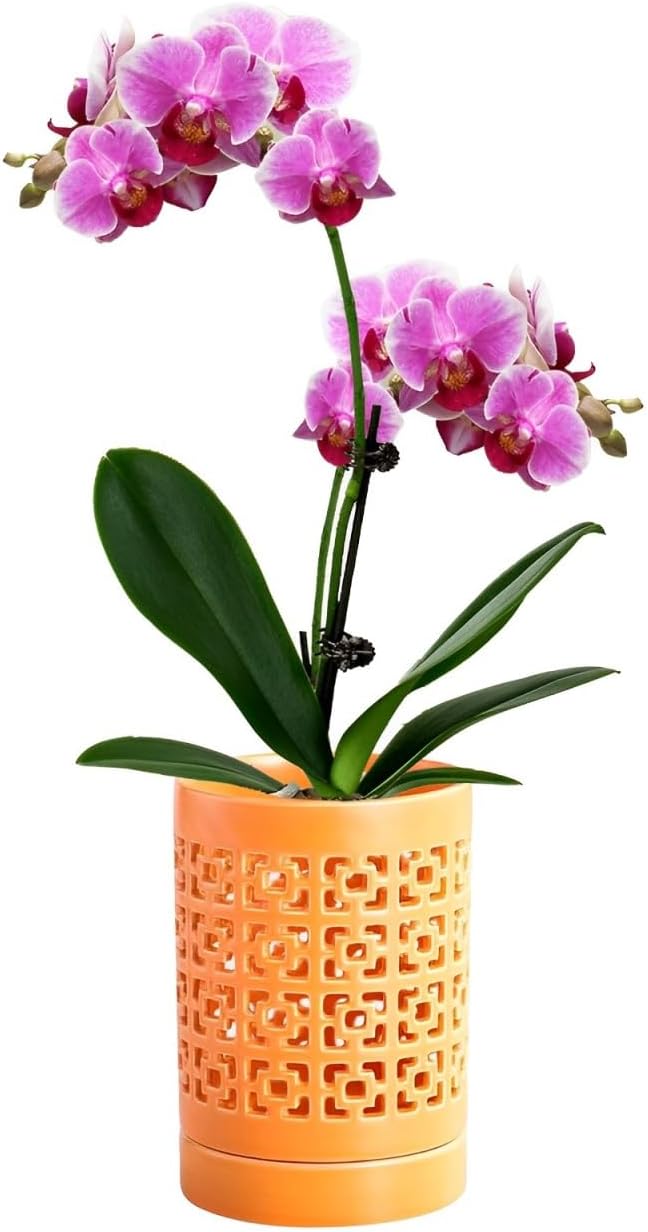 Orchid Pots with Holes 4 Inch, Ceramic Orchid Pot for Repotting with Saucers,More Ventilation Hole Easy Breathing, Plant Pot for Repotting Orchids and Other Flowers - Indoor/Outdoor Orange