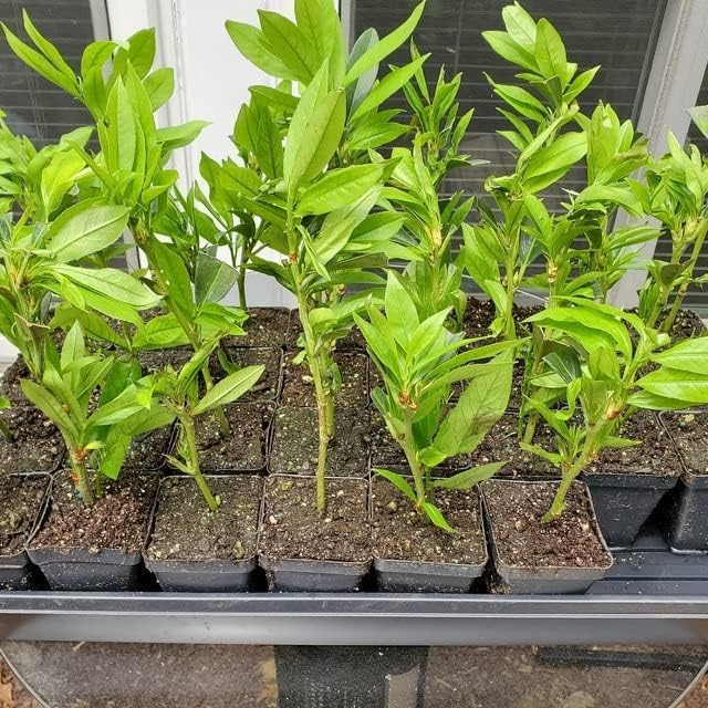 Schip/Skip Laurel Shrub - 6-12" Tall Live Plant - 2.5" Pot - Schipka Bush/Hedge Seedling - Prunus laurocerasus 'Schipkaensis'