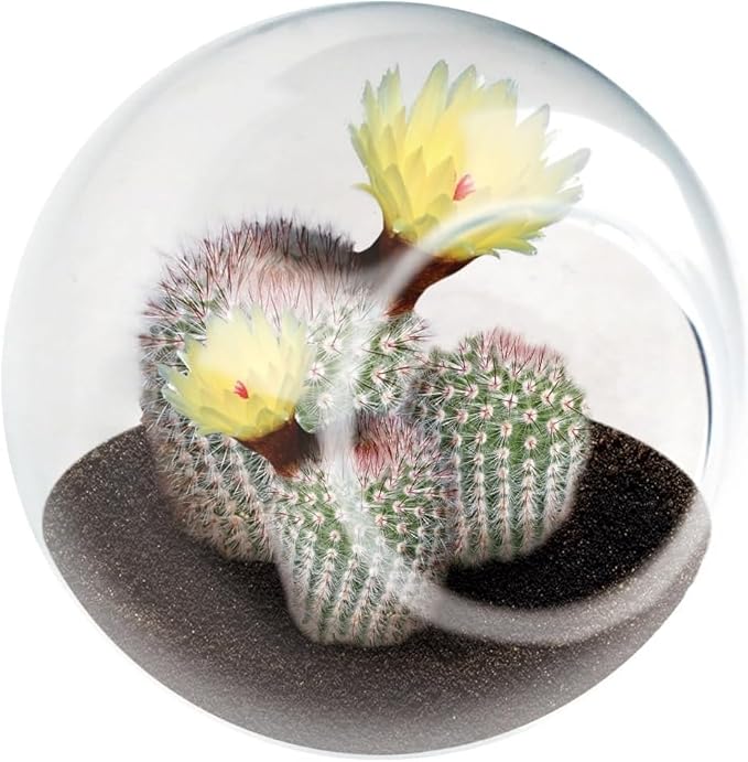 Unique Gardener Tiny Terrarium Plant Seeds 3 Variety Pack, DIY Indoor Succulents and Live Plants for Home or Garden Planting, 2 Each of Assorted Cacti Pack