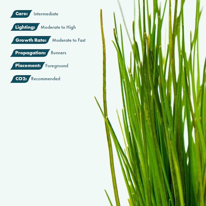 SubstrateSource Live Plants - Eleocharis Parvula 'Mini' (Eleocharis parvula) - Medium to High Light, Bright Green Accent Aquatic Plant, Foreground Placement for Aquascaping - Tissue Culture, 1 Pack