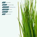 SubstrateSource Live Plants - Eleocharis Parvula 'Mini' (Eleocharis parvula) - Medium to High Light, Bright Green Accent Aquatic Plant, Foreground Placement for Aquascaping - Tissue Culture, 1 Pack