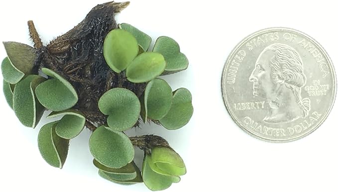 Asian Watermoss, Salvinia cucullata, Live Aquarium/Aquatic/Freshwater/Floating/Pond Plant, Planted Tank, Aquascaping by Aquarium Plant Center (12 Plants)
