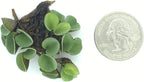 Asian Watermoss, Salvinia cucullata, Live Aquarium/Aquatic/Freshwater/Floating/Pond Plant, Planted Tank, Aquascaping by Aquarium Plant Center (6 Plants)