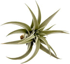 ragnaroc Air Plants - Flowering Tillandsia Harrisii, Large 3-5" - 1ct - Live Arrival Guaranteed - House Plants for Home Decor & Gift