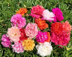200+ Mix Moss Rose Seeds Portulaca Grandiflora Vietnam Rose Colorful Flowers Seeds Heirloom Succulent Ground Cover Flower