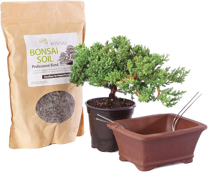 Brussel's Bonsai - Live Green Mound Juniper Bonsai Tree Kit, Outdoor Bonsai Tree Live Plant with Ceramic Pot and Soil, Easy Care Bonsai Starter Kit for Patio Garden (Small)