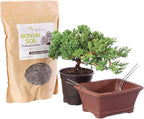 Brussel's Bonsai - Live Green Mound Juniper Bonsai Tree Kit, Outdoor Bonsai Tree Live Plant with Ceramic Pot and Soil, Easy Care Bonsai Starter Kit for Patio Garden (Small)