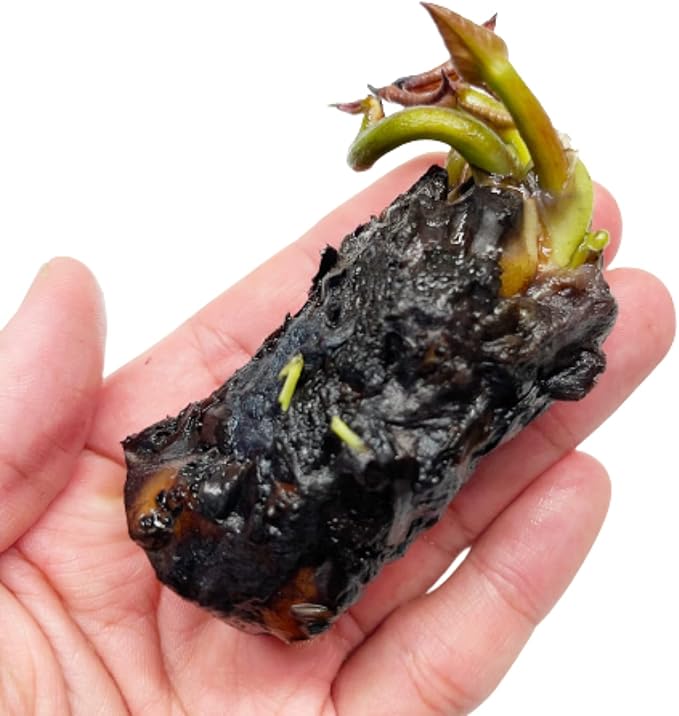 Mainam Red Nymphaea Attraction Live Aquarium Plant Hardy Water Lilies Tuber for Freshwater Fish Pond Balcony
