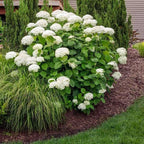 Brighter Blooms - Annabelle Hydrangea Shrub, 1 Quart - No Shipping to AK, AZ, HI